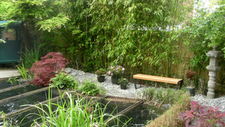 Ornamental garden with bamboo growing along the back fence
