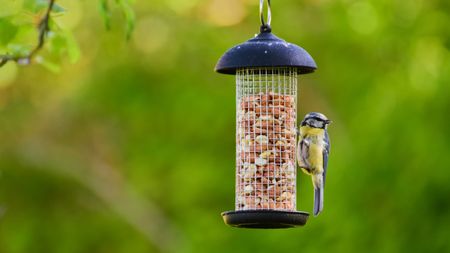 Bird using cage bird feeder