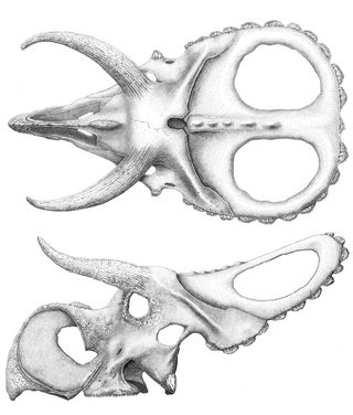 illustration of nasuceratops