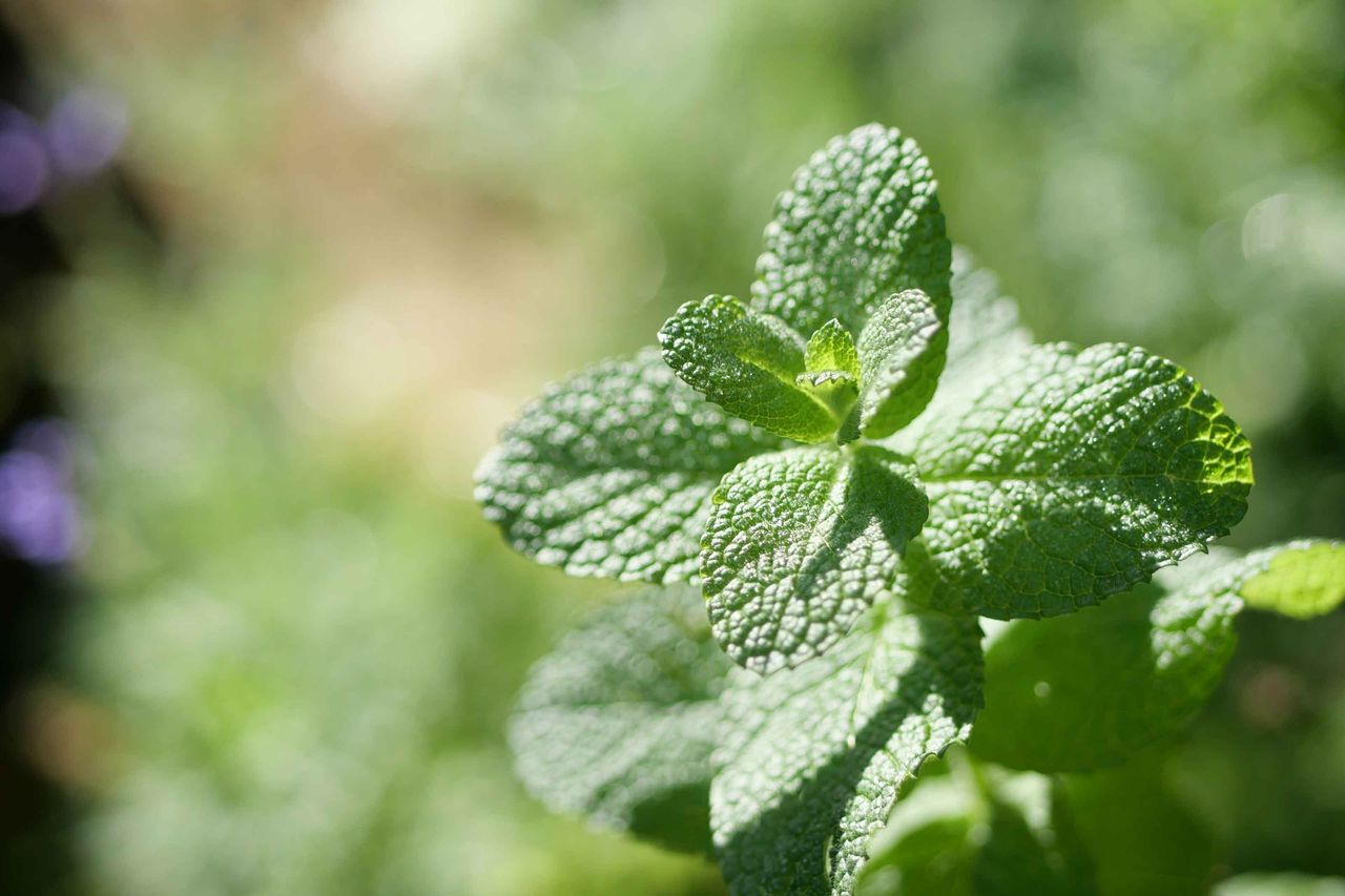 mint growing in a garden