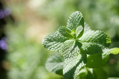 mint growing in a garden