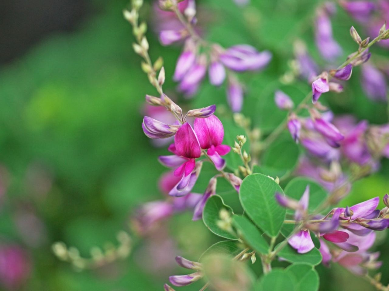 Pink-Purple Flowering Lespedeza Clover Weeds