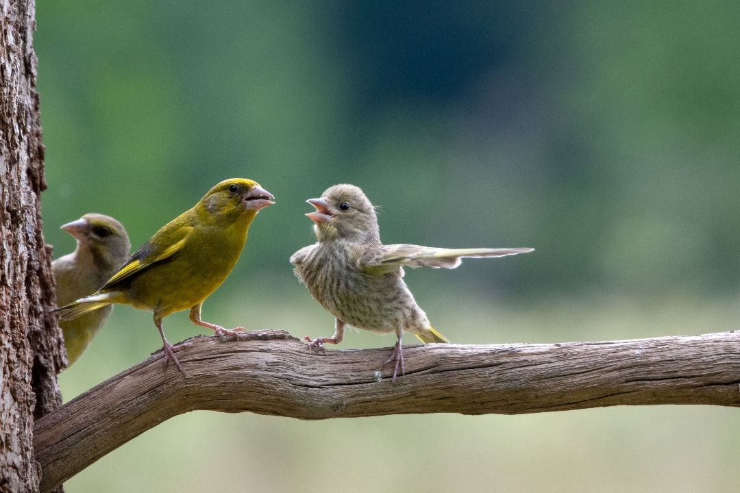 Comedy Wildlife Photography