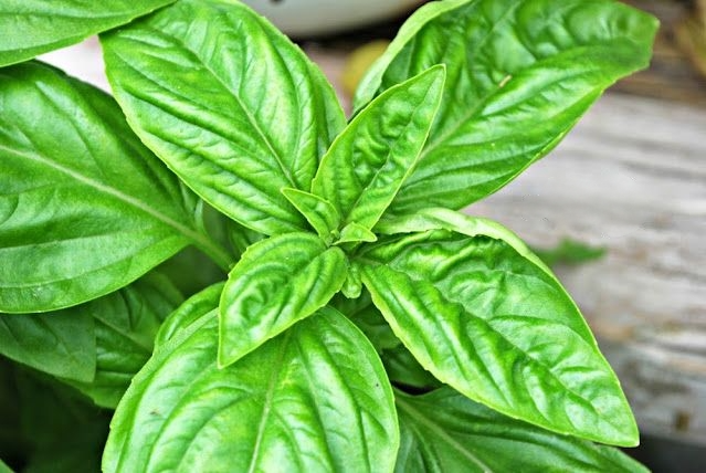 a close up image of a basil plant's leaves