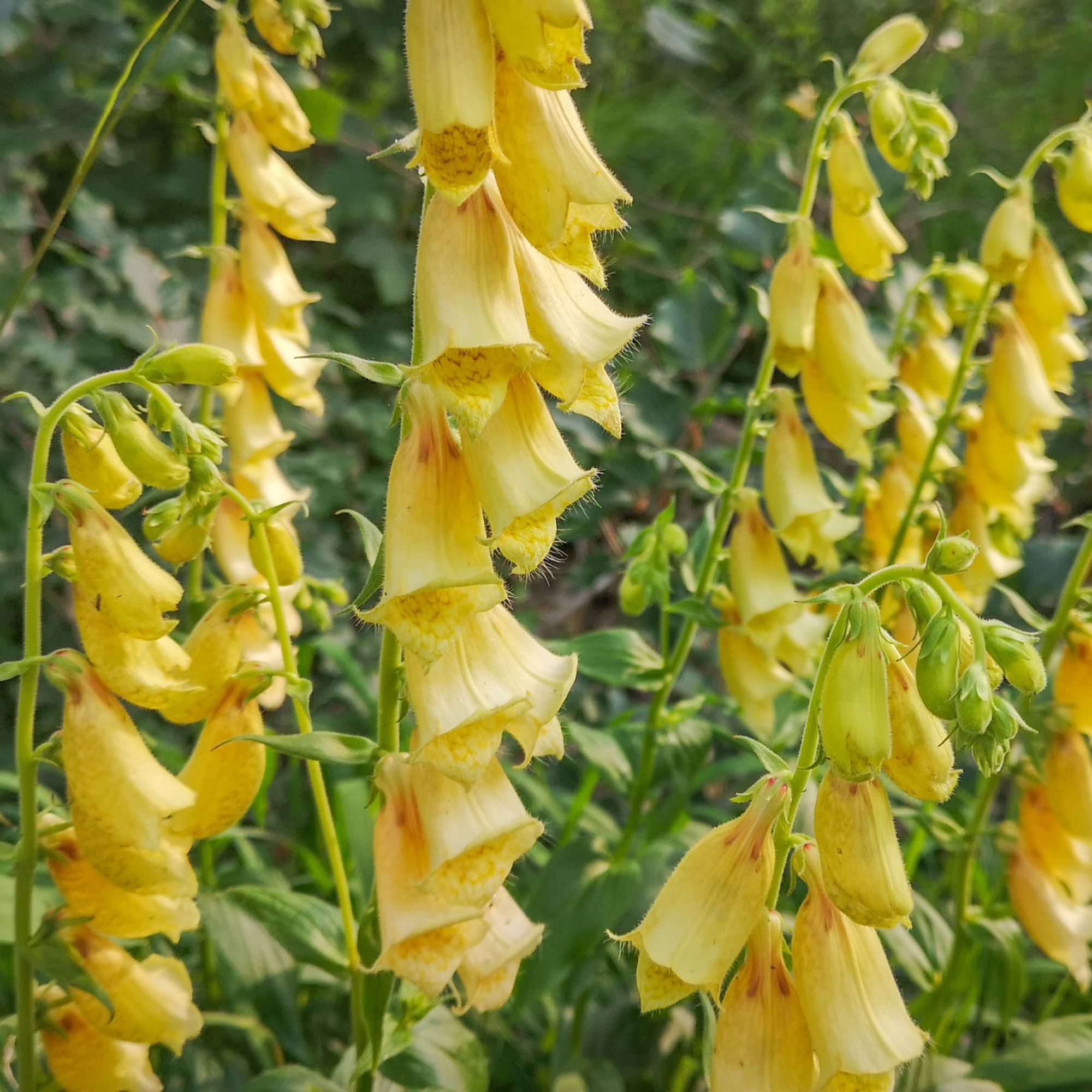 Yellow Digitalis grandiflora flowers