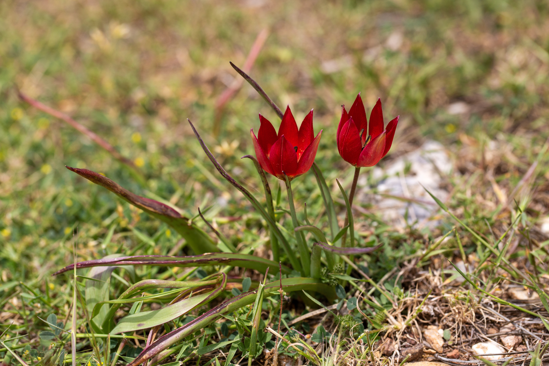 Wild Red Tulips Tulipa Orphanidea Blooming in Natural Grass Field