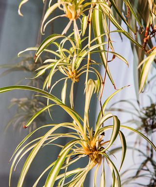 spider plant spiderettes