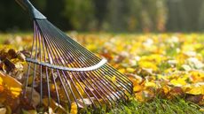 Fallen leaves being raked