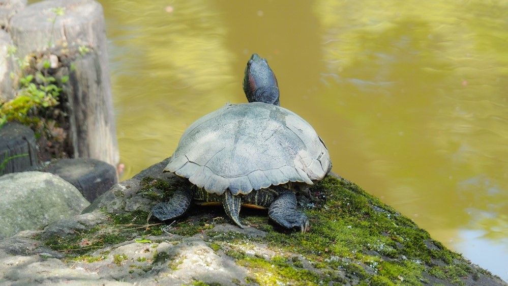 Могут ли черепахи действительно дышать через зад?