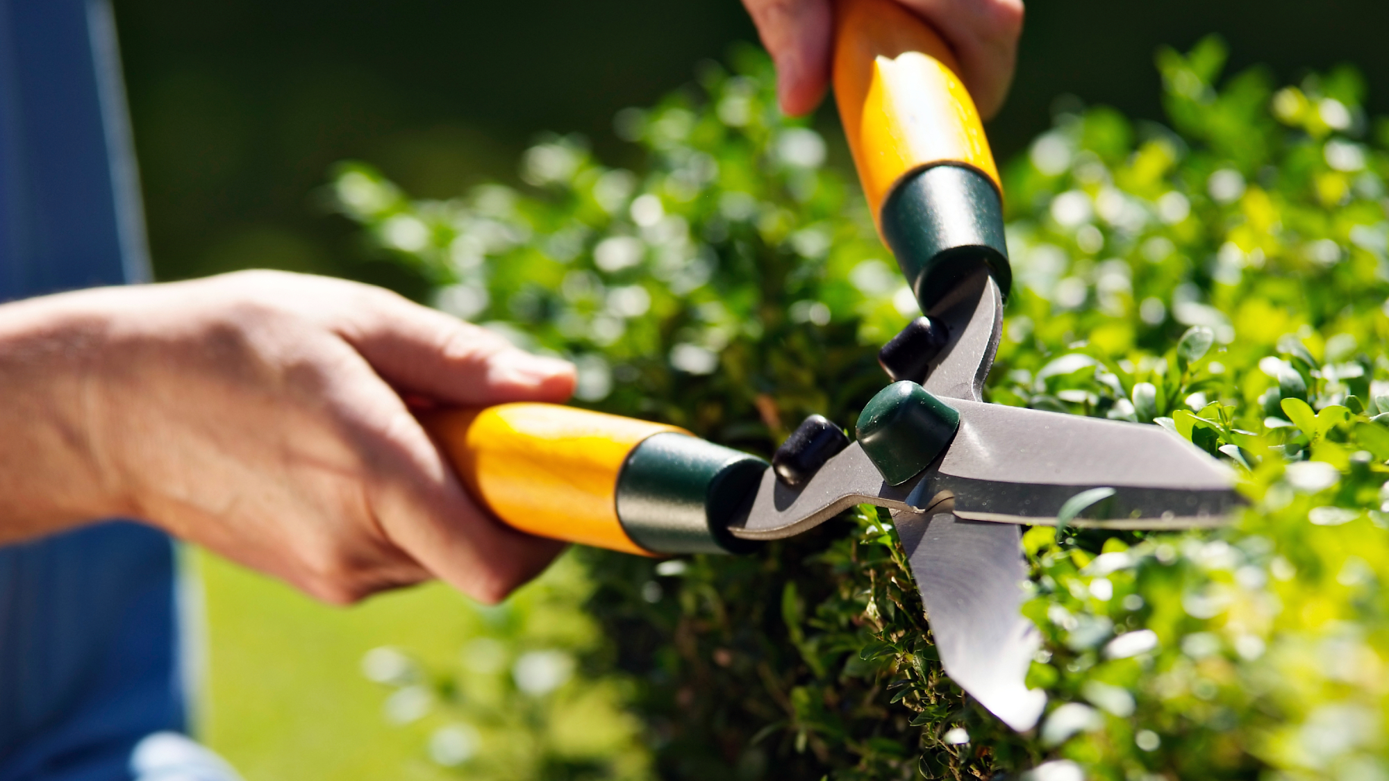 Cropped shot of man cutting hedges with pruning shears