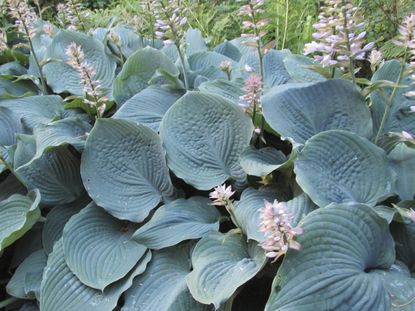 Plants With Big Blue Foilage Leaves