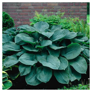 A bare root hosta plant