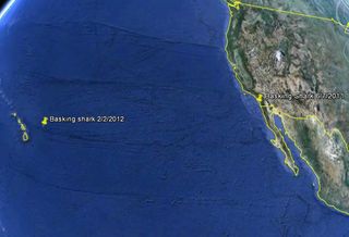 A map shows where the basking shark's tag surfaced, near Hawaii.