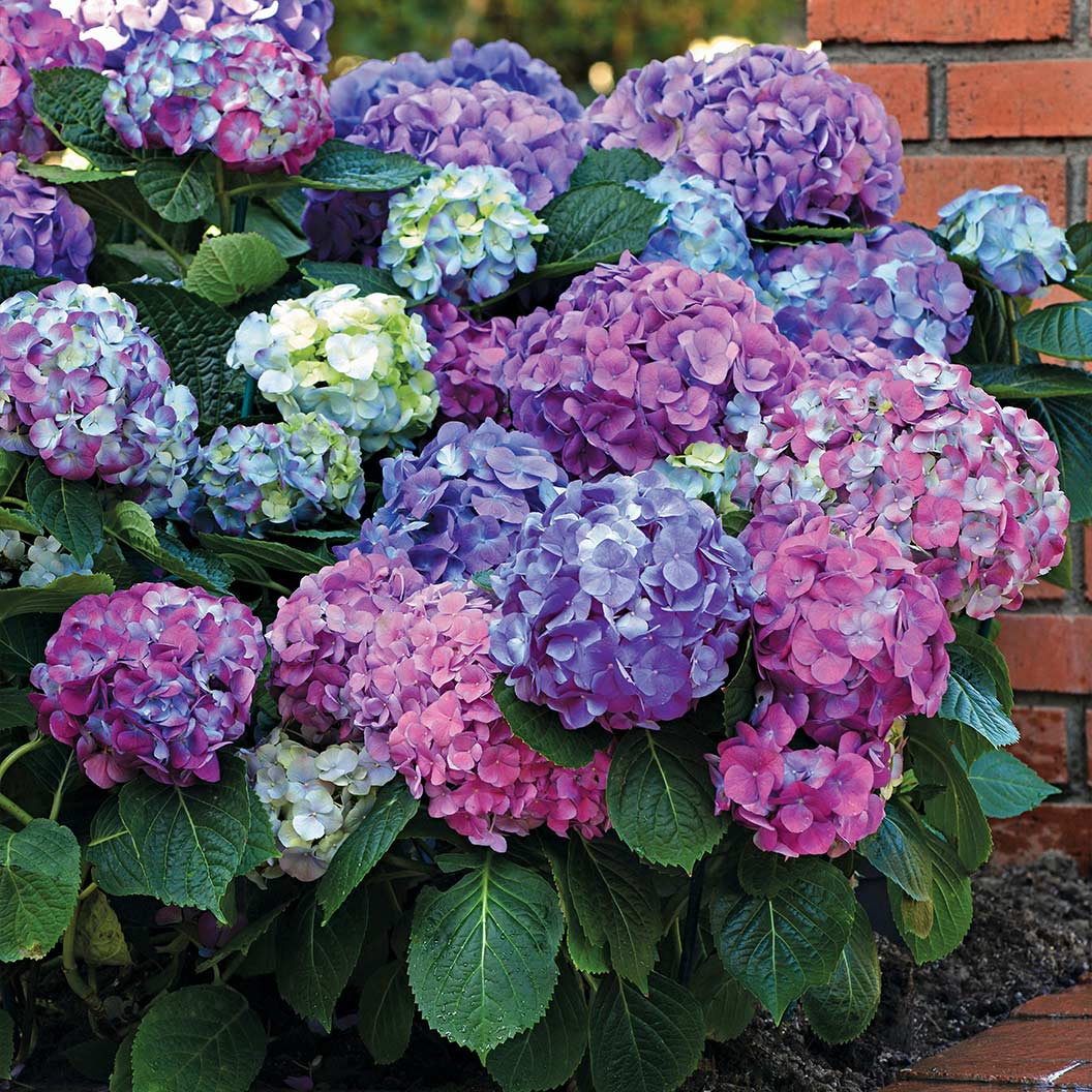 Bloomables&amp;reg; L.a. Dreamin&amp;reg; Hydrangea