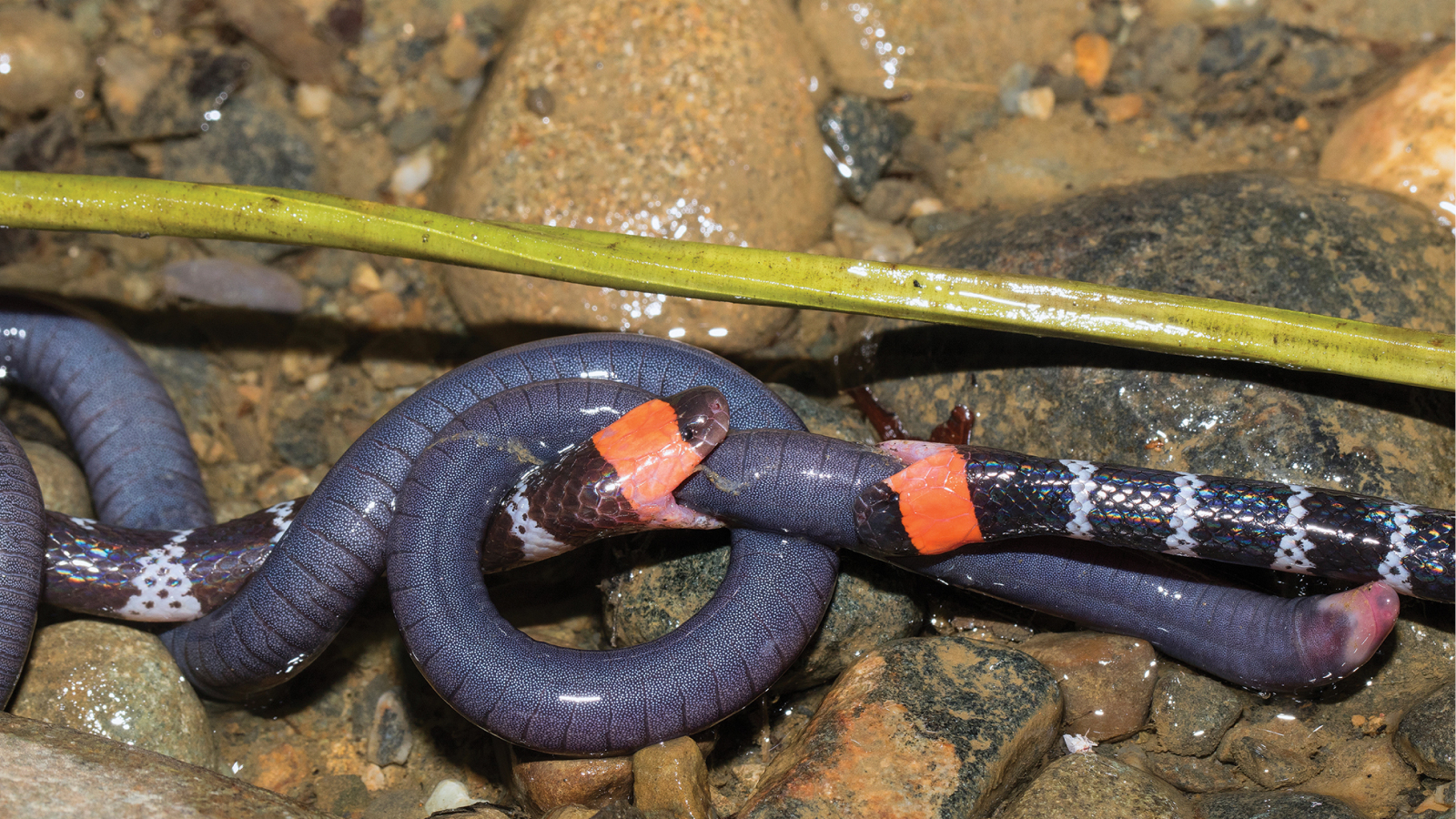 Two coral snakes biting the caecilian amphibian