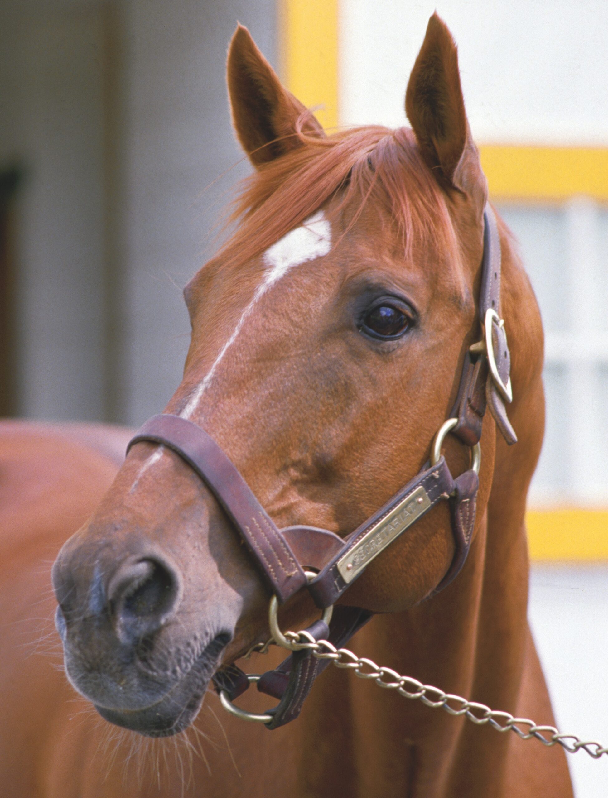 Headshot of Secretariat, chestnut racehorse