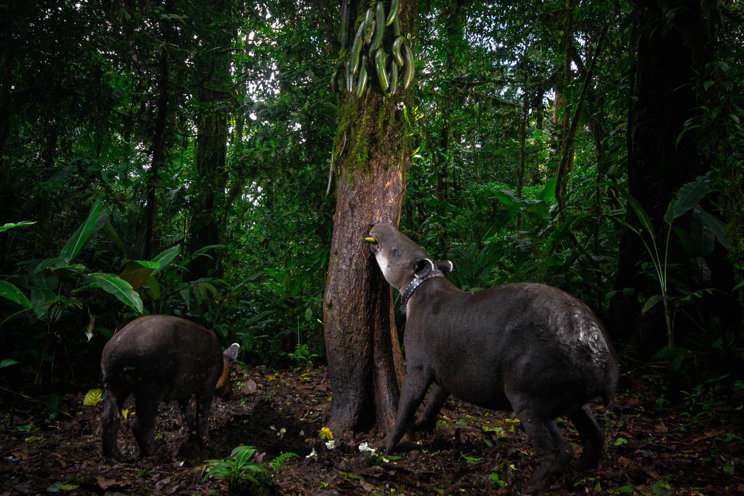 Two Baird's tapirs at the base of a rainforest tree in Costa Rica, one wearing a GPS collar and stretching up to eat from clusters of long green fruit hanging o