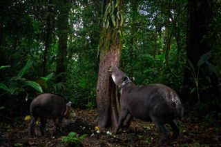 Deep in the Costa Rican rainforest, an adult tapir teaches a youngster to survive in the most fragile of ecosystems. Here's how this prize-winning photography captured the scene so beautifully