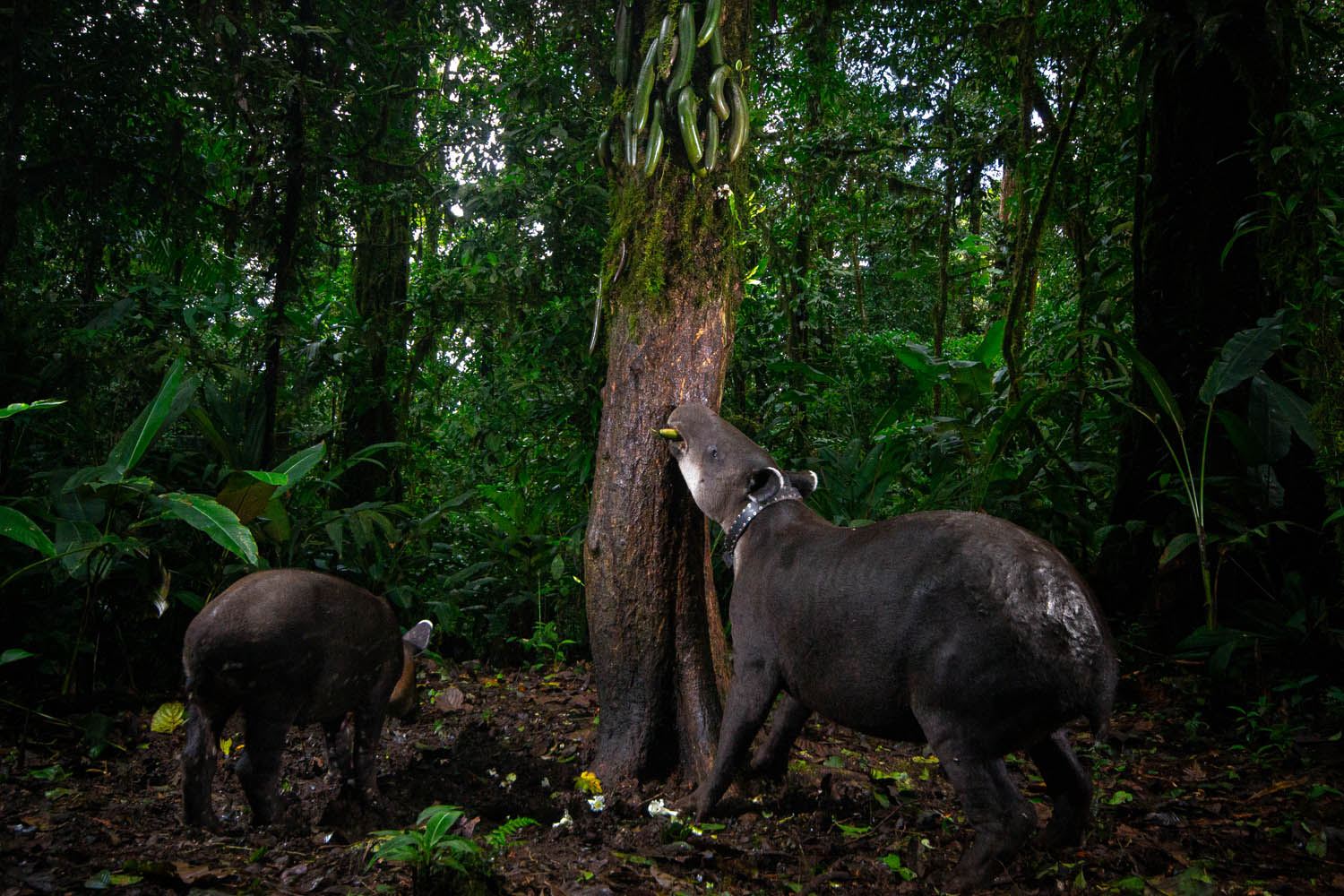 Two Baird's tapirs at the base of a rainforest tree in Costa Rica, one wearing a GPS collar and stretching up to eat from clusters of long green fruit hanging on the trunk