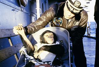 Ham the chimpanzee after his successful suborbital spaceflight of Jan. 31, 1961.