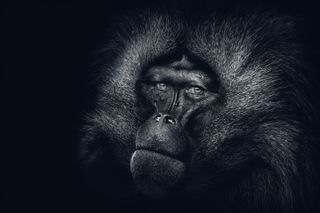 Close up monkey edit black and white