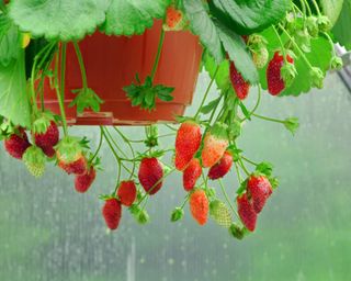 Strawberries in hanging basket