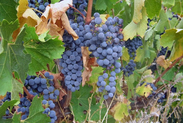 0000089f5-Clare_Valley_Cabernet_Sauvignon.jpg