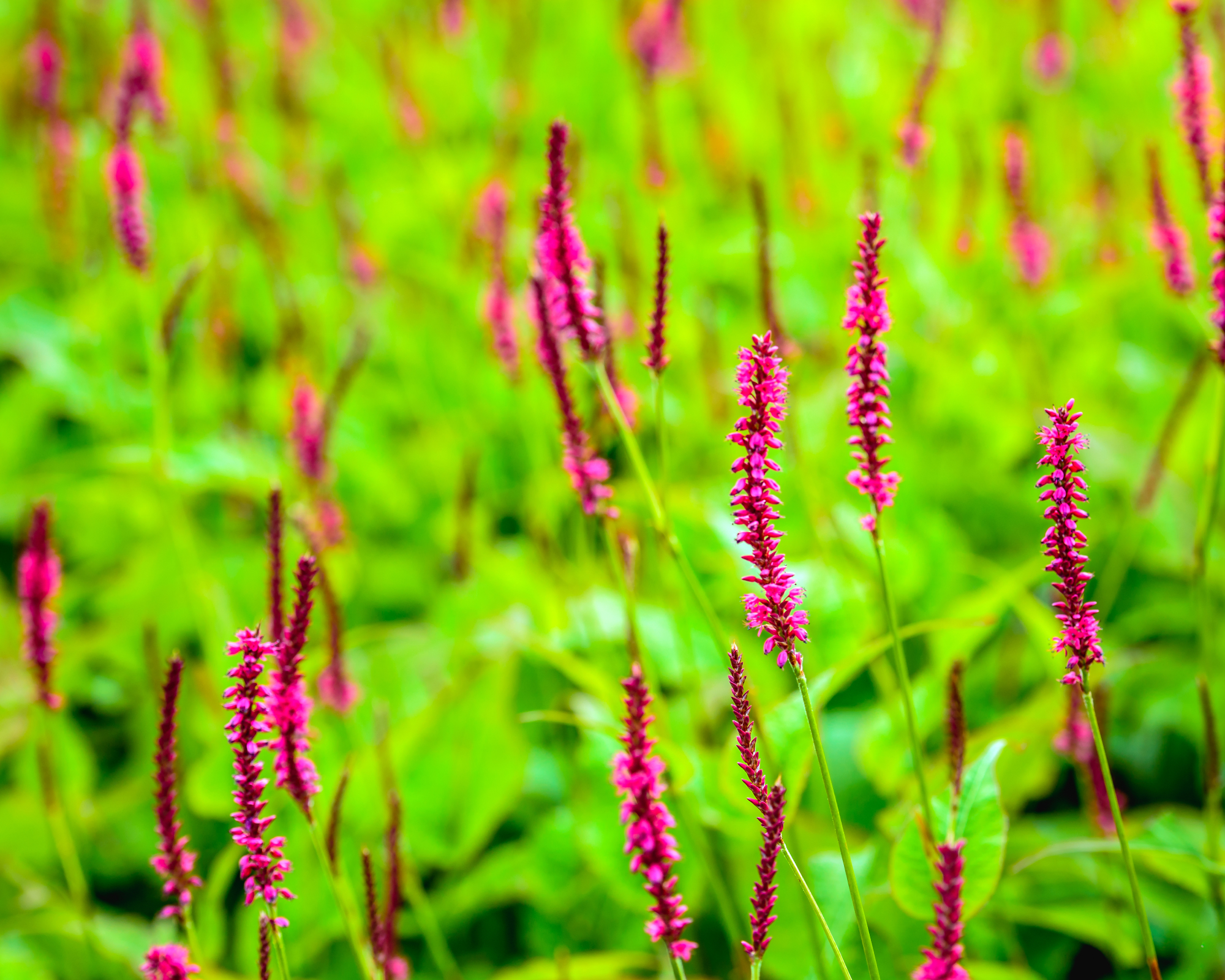 Persicaria mountain fleeceflower growing in garden
