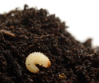 Vine weevil grub on soil