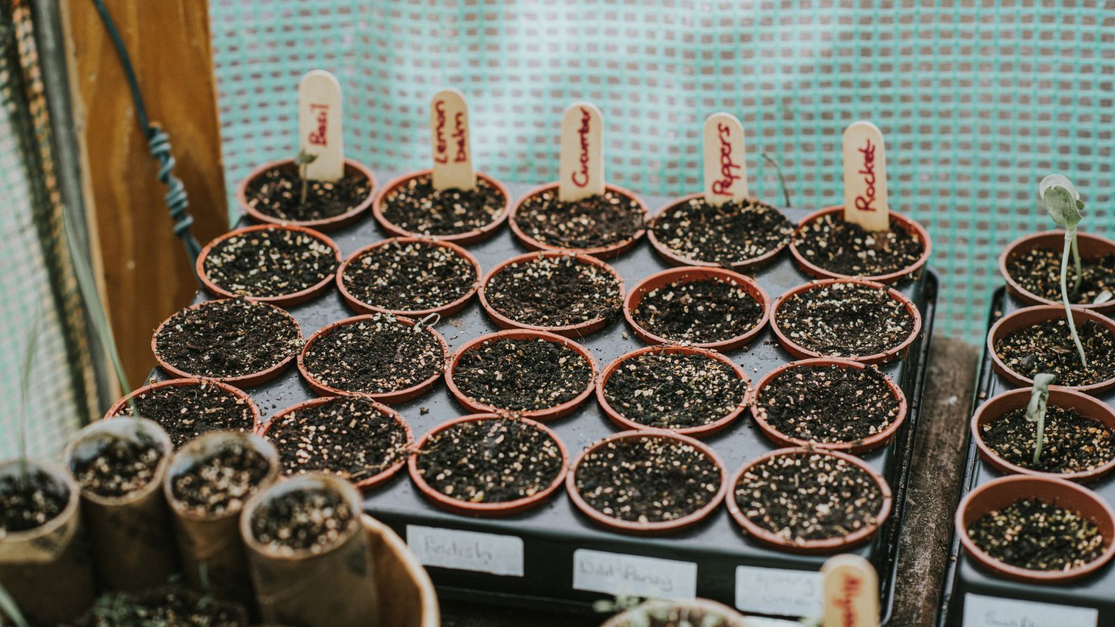 Small plastic plant pots in a row within a poly tunnel. Each row has been labeled with the seeds within, including basil, lemon balm, cucumber, peppers and rocket.