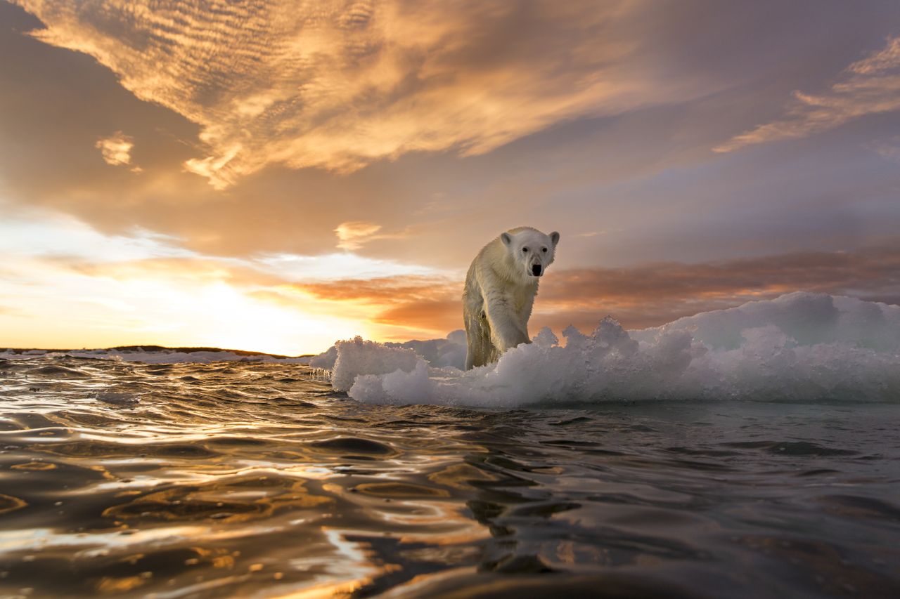 Canada, Nunavut Territory, Repulse Bay, Polar Bear (Ursus maritimus) stands on melting sea ice at sunset near Harbour Islands