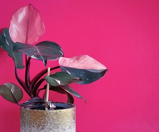 Pink princess philodendron houseplant in pot on pink background.