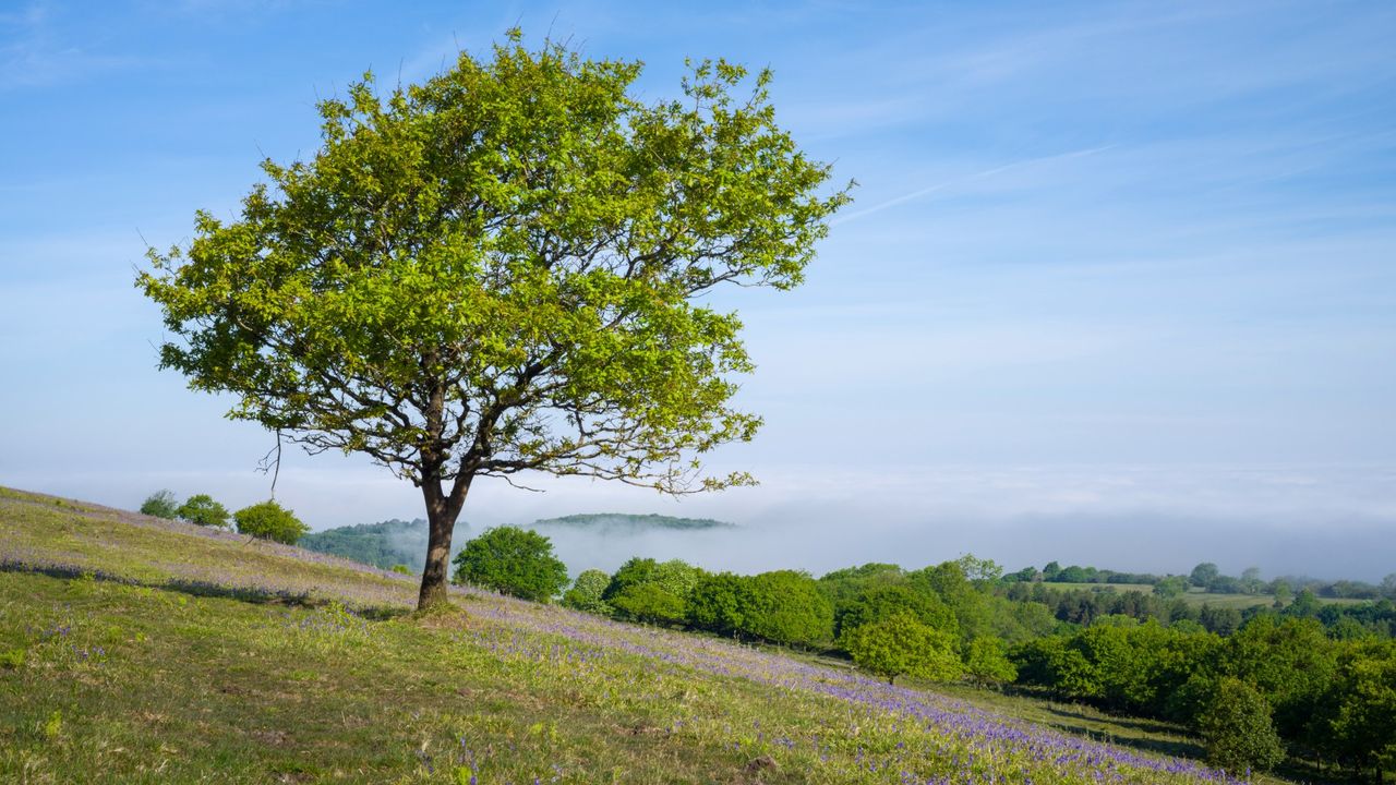 Black Down on a spring morning with a cloud inversion in the valley below in the Mendip Hills Area of Outstanding Natural Beauty.