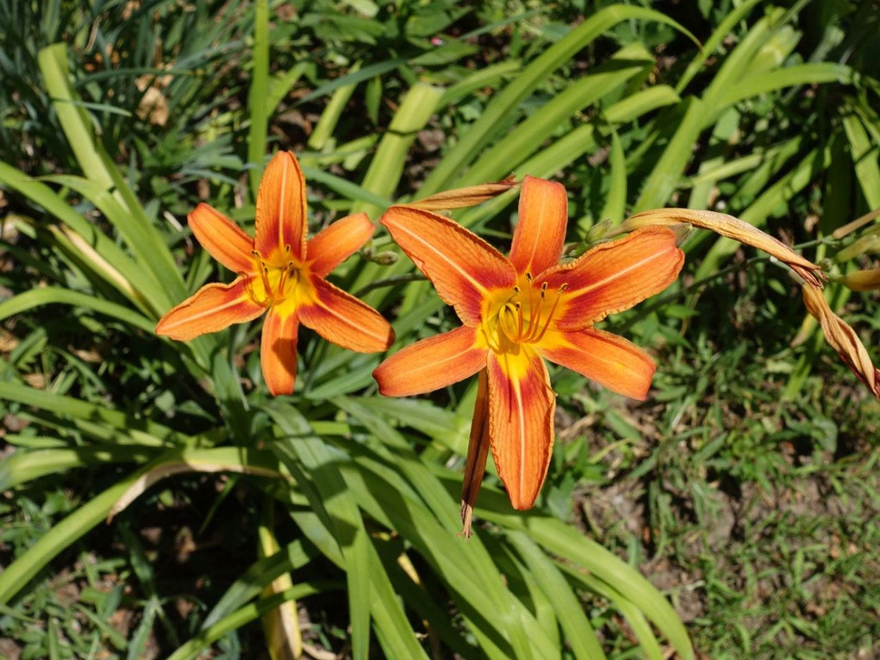 Orange Daylilies In The Garden