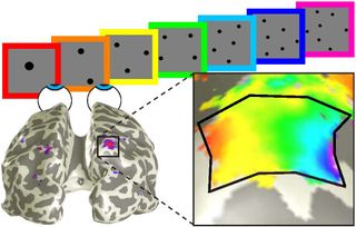 Different sites on the brain's surface respond ma ximally to different numbers of visually- presented items.