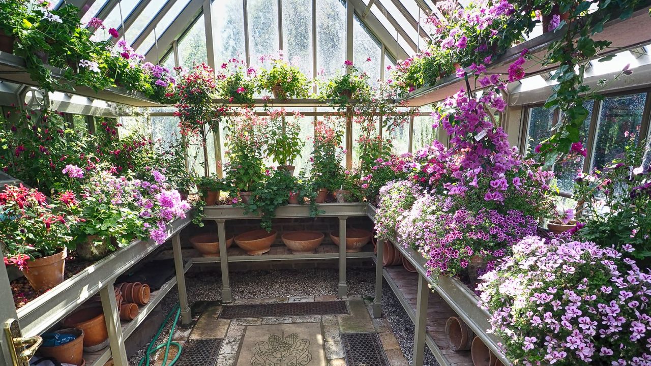 Potted flowers growing in a greenhouse