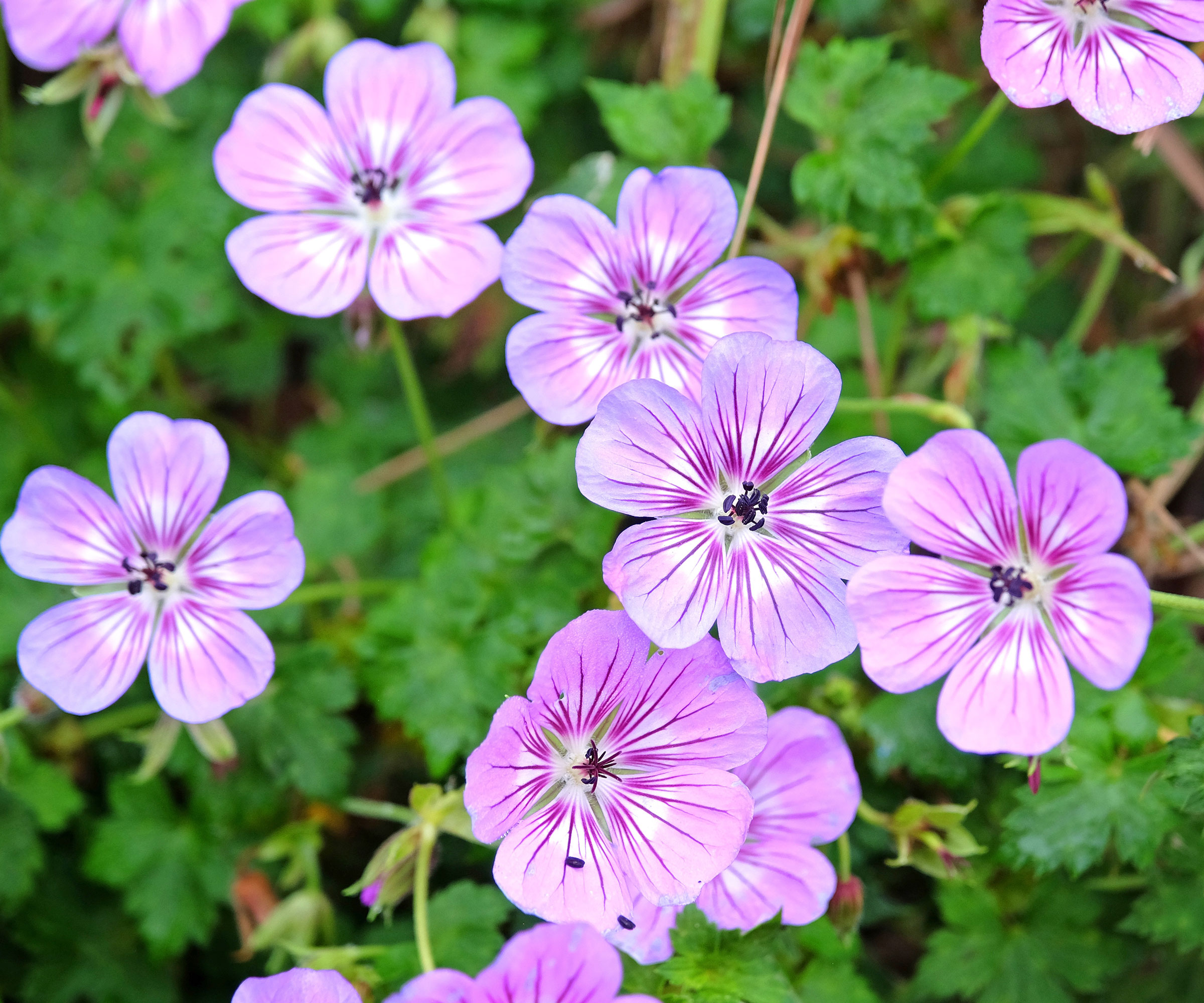hardy geranium Havana Blue plants with purple flowers