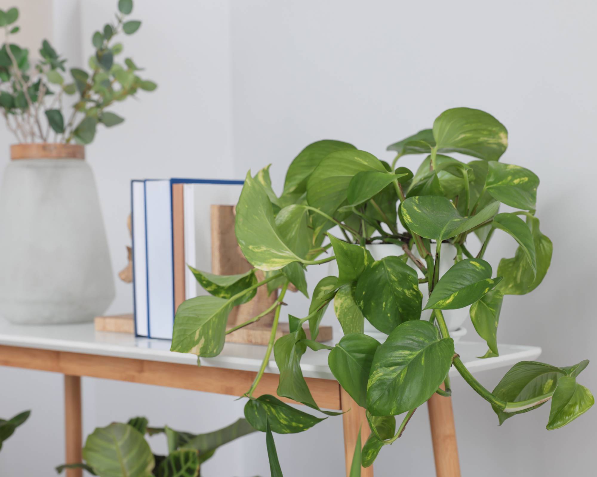 Pothos on table in entryway