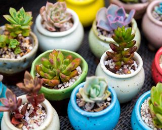 succulents in colorful small pots