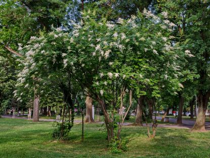 Ivory Silk Lilac Trees