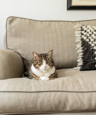 a cat on a cream sofa in a living room - julia currie