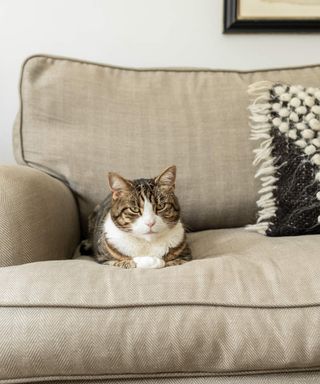 How to clean a couch – lift stains and odors fast