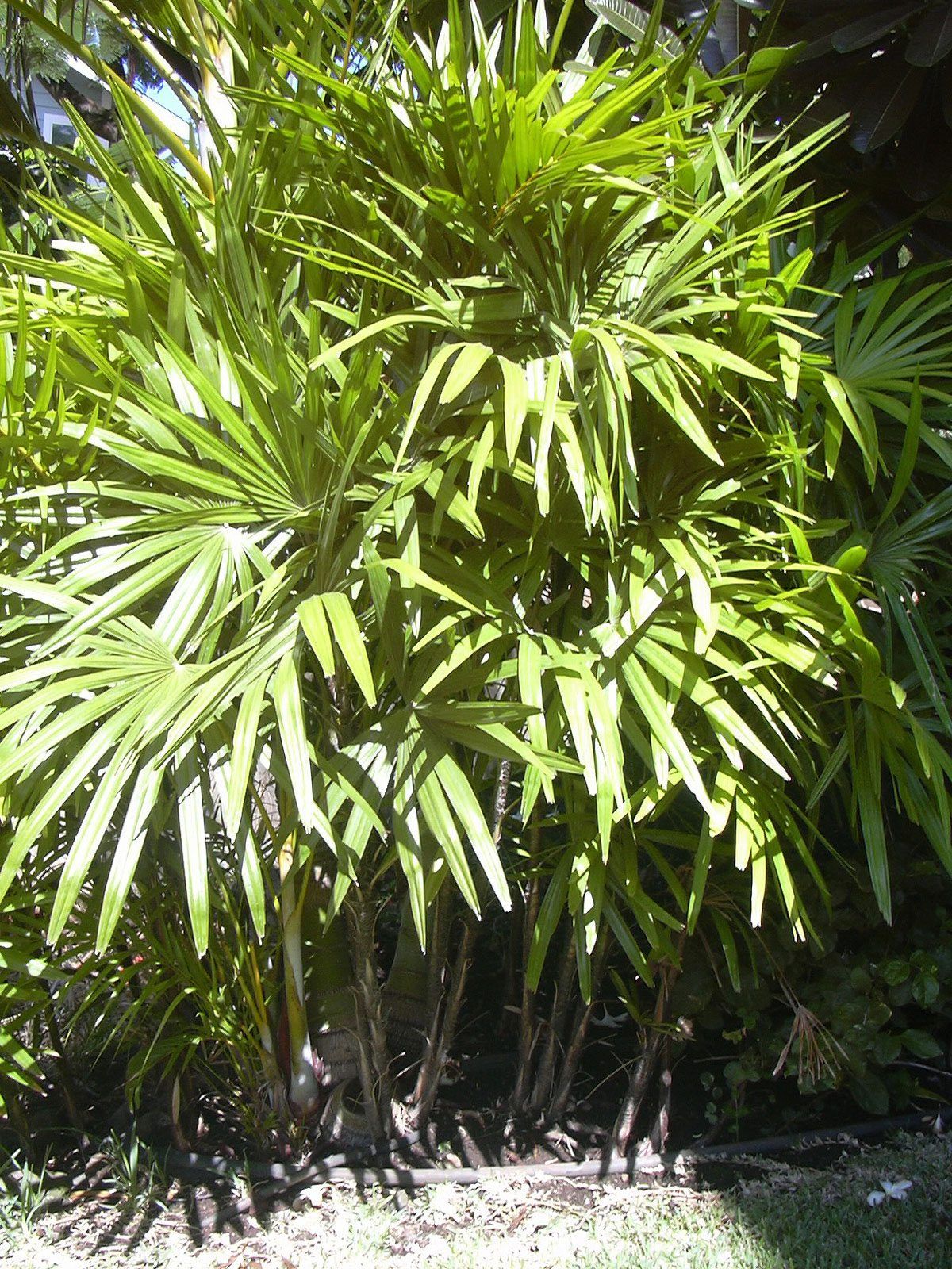 Indoor Lady Finger Palms - How To Care For A Lady Palm Plant ...