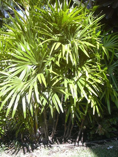 Large Lady Palm Plants