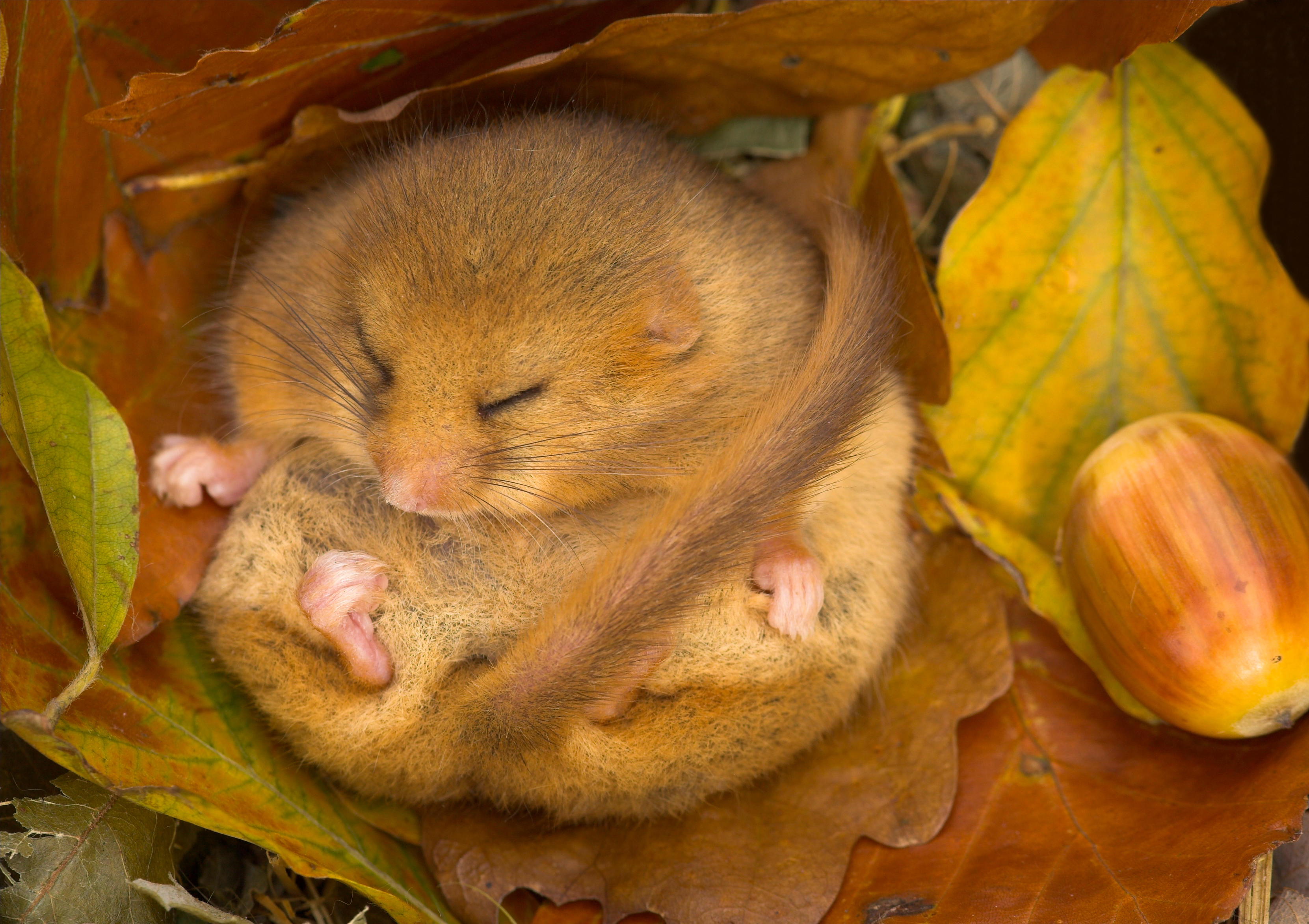 A hazel dormouse hibernating amongst leaves and acorns in Leicestershire