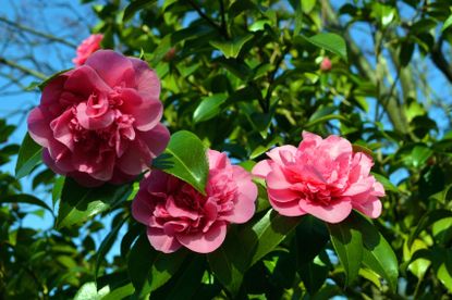 Light Pink Camellia Flowers
