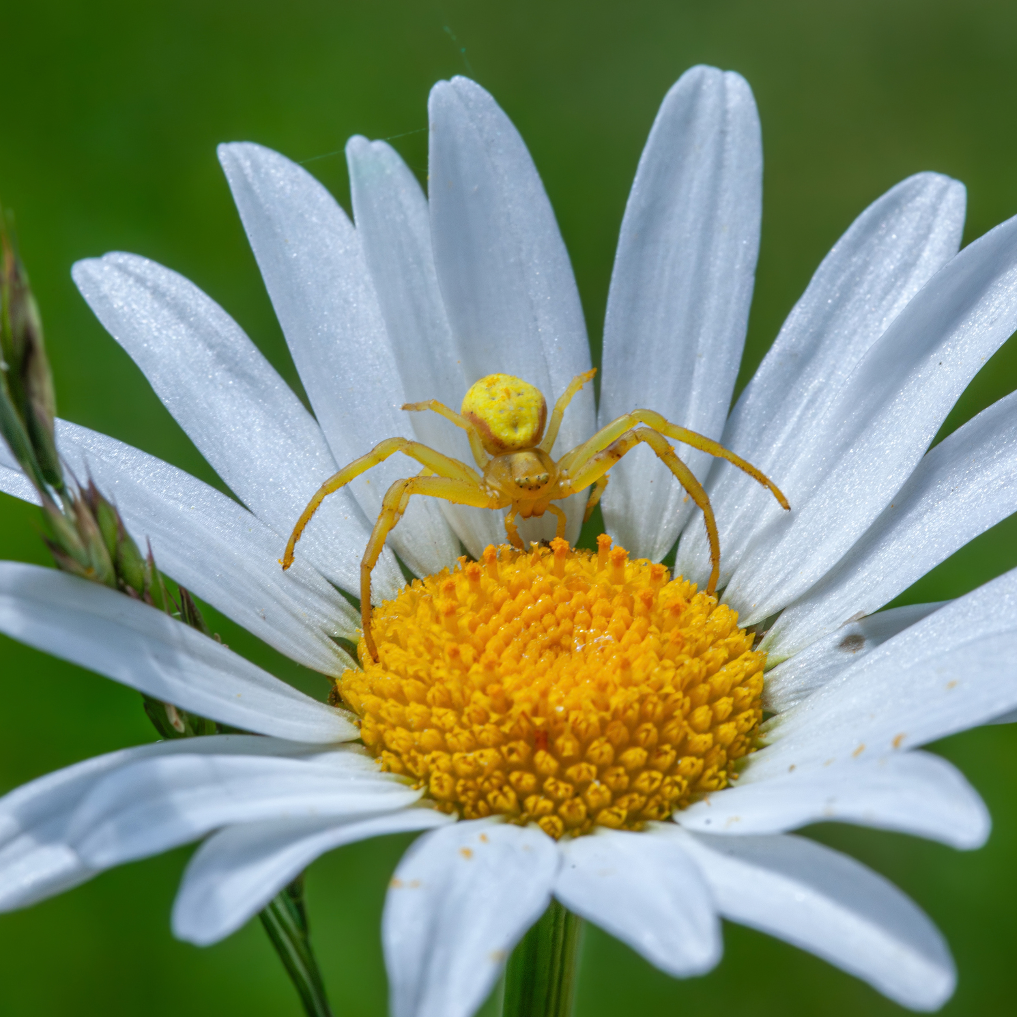 A Goldenrod Crab Spider waiting for a prey in his natural environment in the Laurentian forest of Canada.