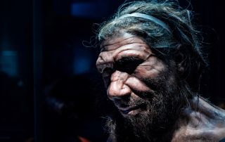 A photo of a male Neanderthal replicate at the​ Natural​ History​ Museum, London.