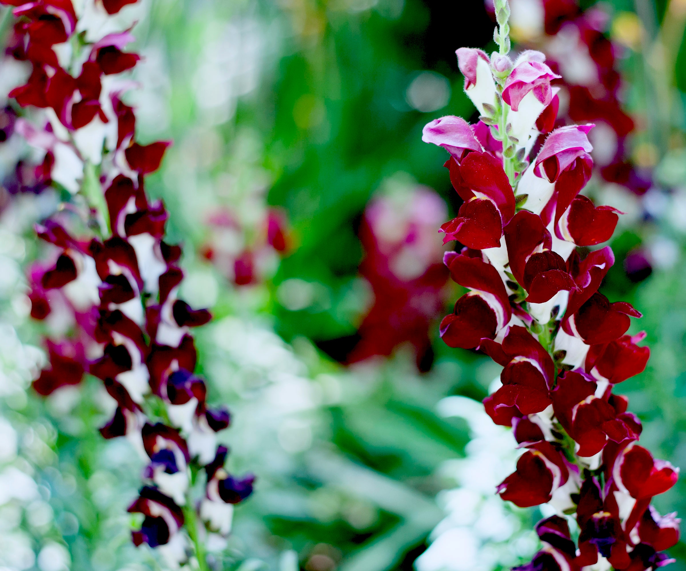 snapdragon Black Prince in garden border