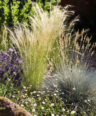 A collection of green and yellow and purple ornamental grasses with purple lavender flowers next to them and white flowers below them